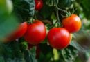 Jak sadzić pomidory – kompletny poradnik